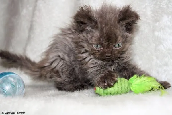 Selkirk Rex - teljes áttekintést a fajta fotókkal és videó