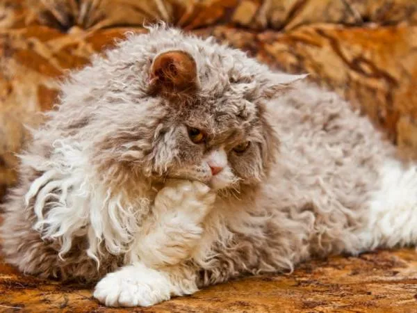 Selkirk Rex - o prezentare completă a rasei cu fotografii și video