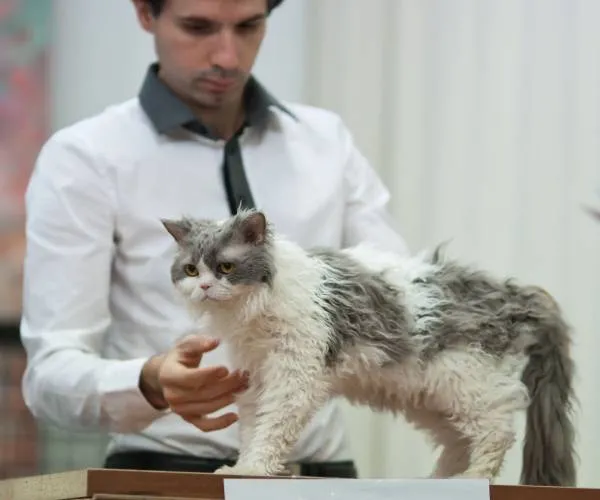 Selkirk Rex - o prezentare completă a rasei cu fotografii și video