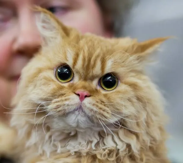 Selkirk Rex - teljes áttekintést a fajta fotókkal és videó