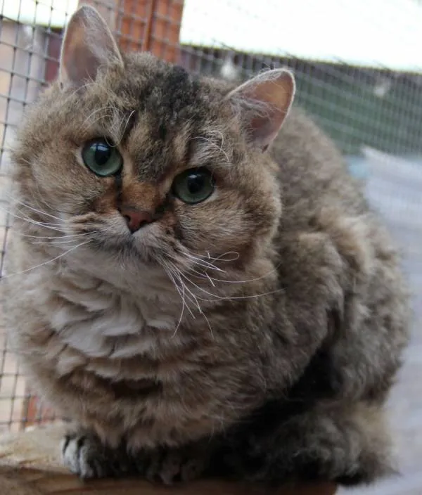 Selkirk Rex - teljes áttekintést a fajta fotókkal és videó