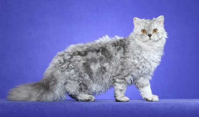 Selkirk Rex Descriere pisici rasa, caracter, reale (foto și video)