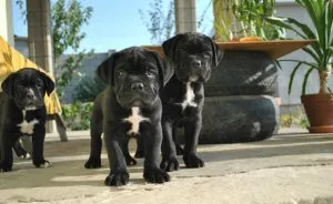 Cane Corso kiskutyák