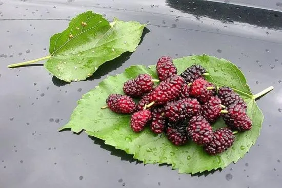 Mulberry a fotóra