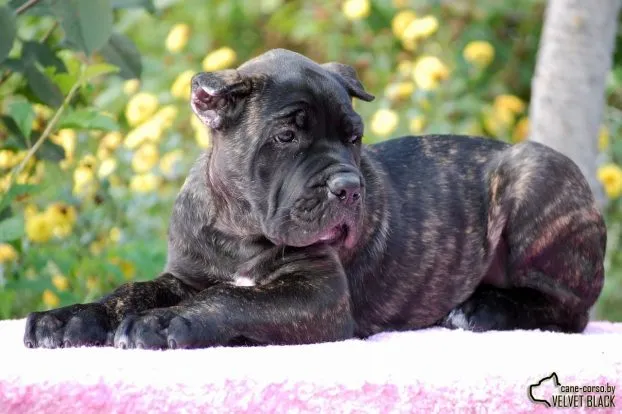 Cane Corso kiskutyák