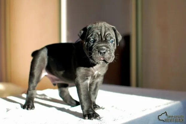 Cane Corso kiskutyák