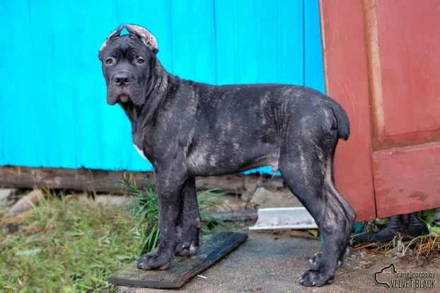 Cane Corso kiskutyák