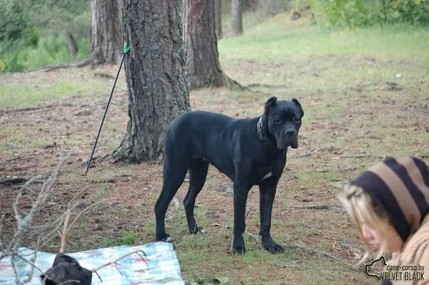 Cane Corso kiskutyák