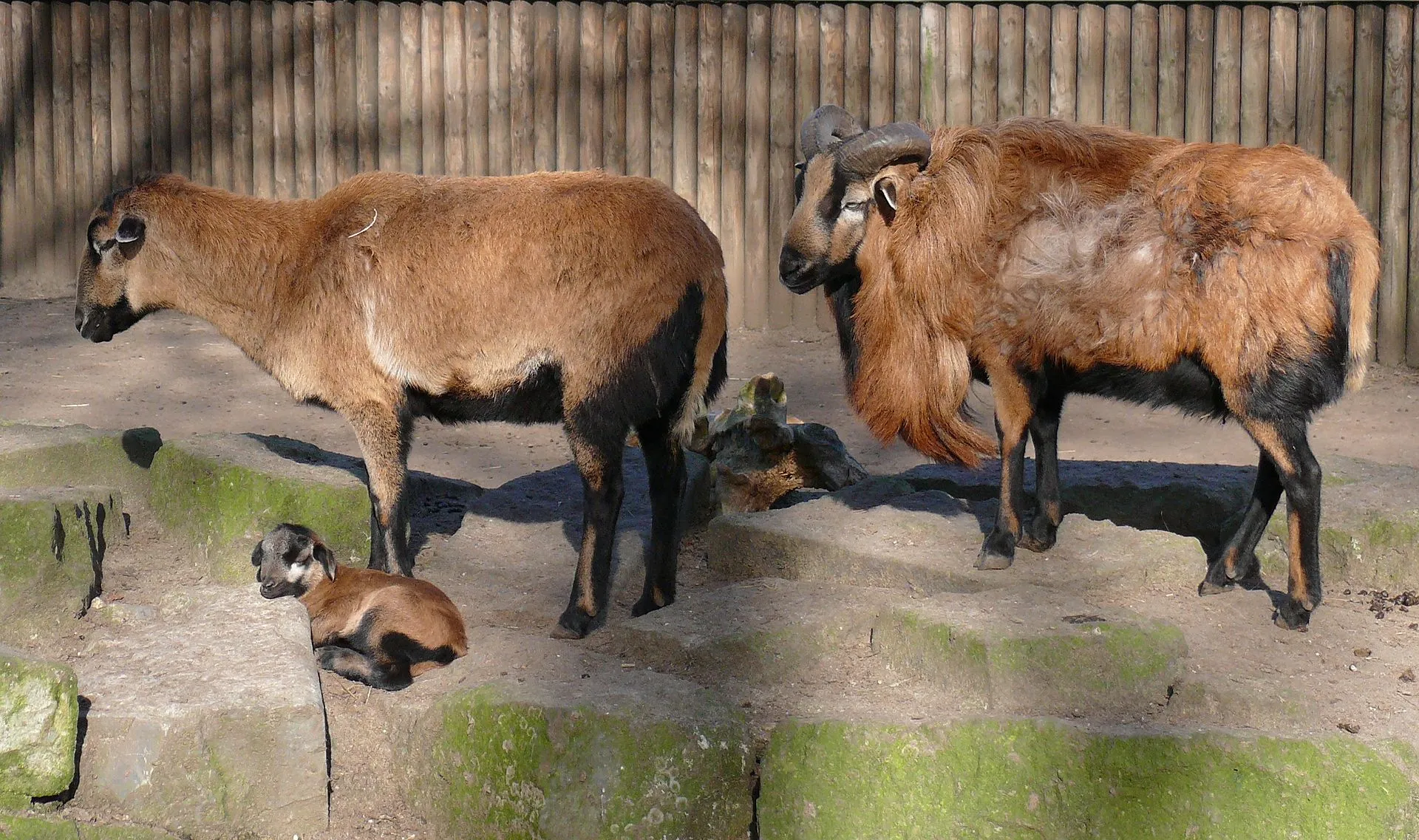 Împerecherea și lambing