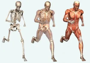 Колко кости са в човека
