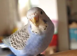 Câți budgies trăiesc în sălbăticie și în condiții casnice