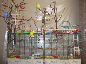 Câți budgies trăiesc în sălbăticie și în condiții casnice