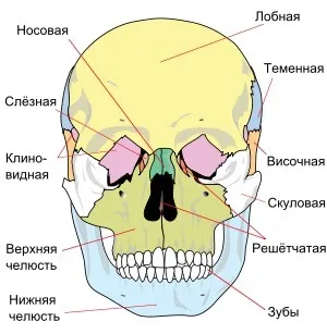 Hány csontok a koponya