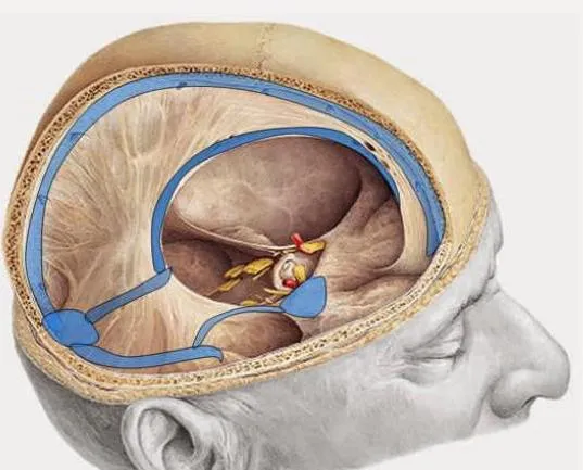 Sinusurile durei mater (sinusurile venoase, sinusuri cerebrale), anatomie, funcții