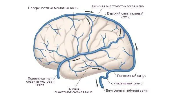 Sinusurile durei mater (sinusurile venoase, sinusuri cerebrale), anatomie, funcții