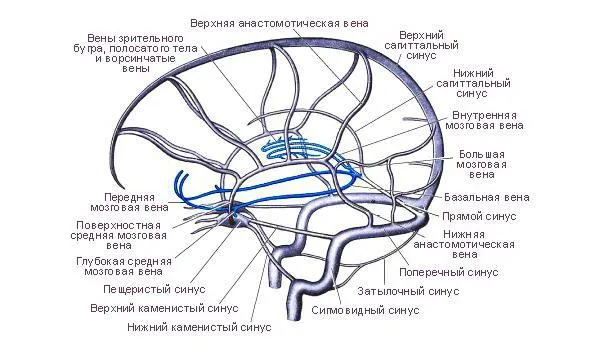 Orrmelléküregek a dura mater (vénás orrmelléküregek, az agy melléküregek) anatómia, függvények