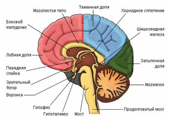 Orrmelléküregek a dura mater (vénás orrmelléküregek, az agy melléküregek) anatómia, függvények