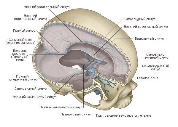 Sinusurile durei mater (sinusurile venoase, sinusuri cerebrale), anatomie, funcții