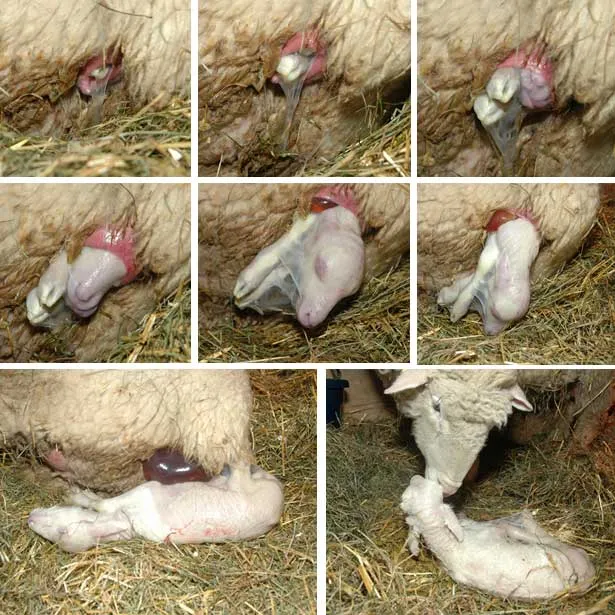 Împerecherea și lambing - prezentare a etapelor de la A la Z