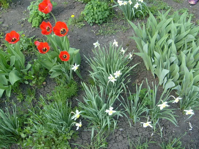 Ce flori narcise de plante