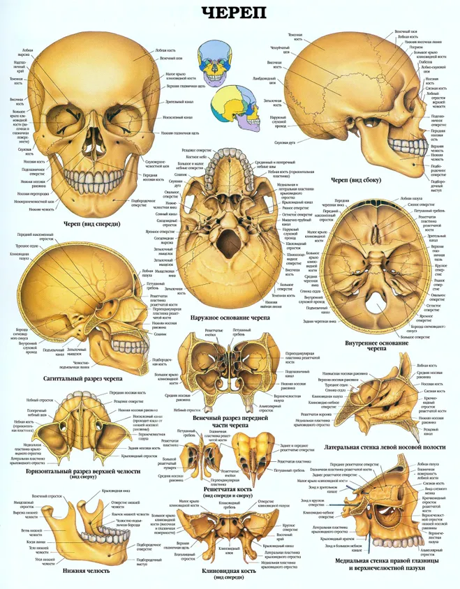 Hány csontok a koponya