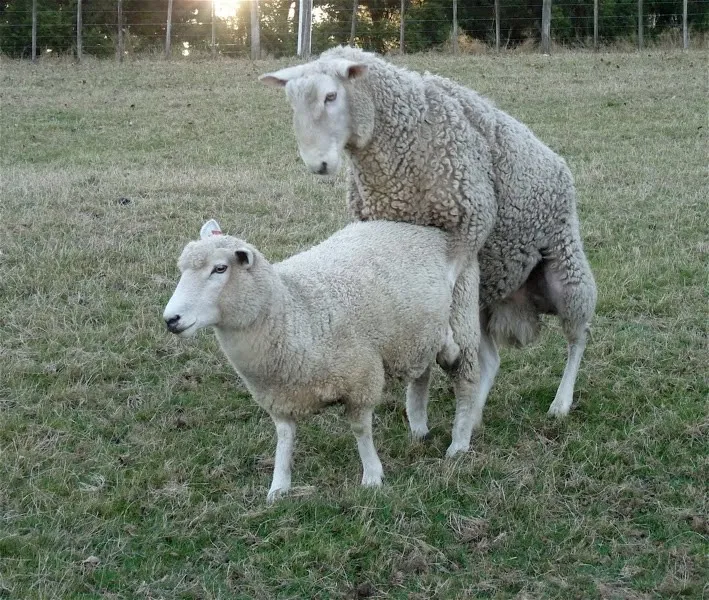 Împerecherea și lambing