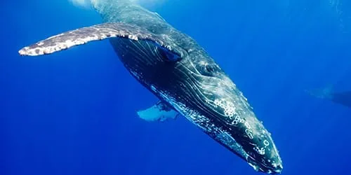 Сън книга кит кит какво мечтае по време на сън