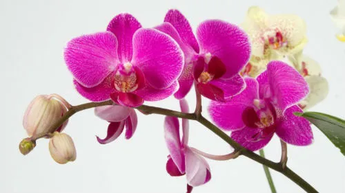 Álomértelmezés orchidea egy álom, amit egy álom orchidea