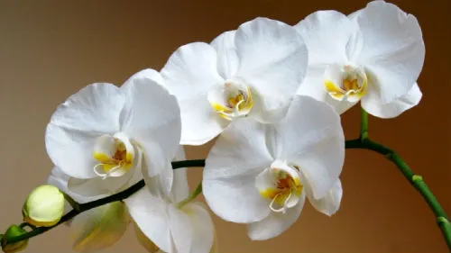 Álomértelmezés orchidea egy álom, amit egy álom orchidea