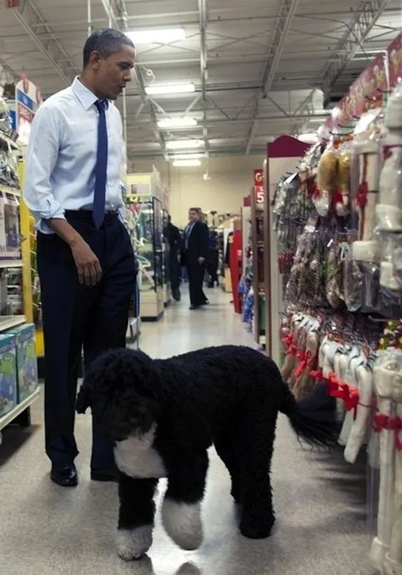 Kutyák prizedenta Barack Obama Balabak kutya