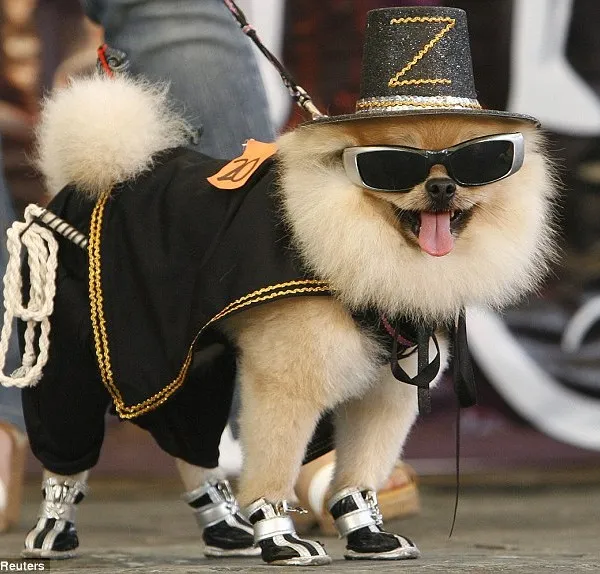 Canine Halloween este distractiv!