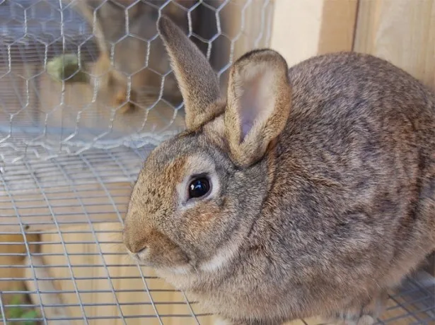 Conținutul iepuri în casă, fântâni, carcase, etc.