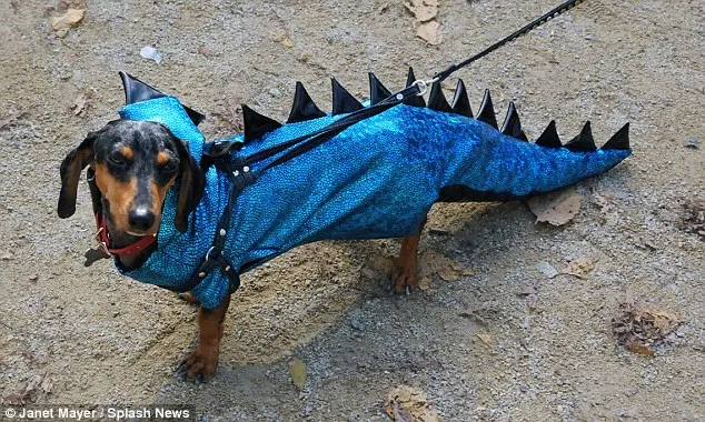 Canine Halloween este distractiv!