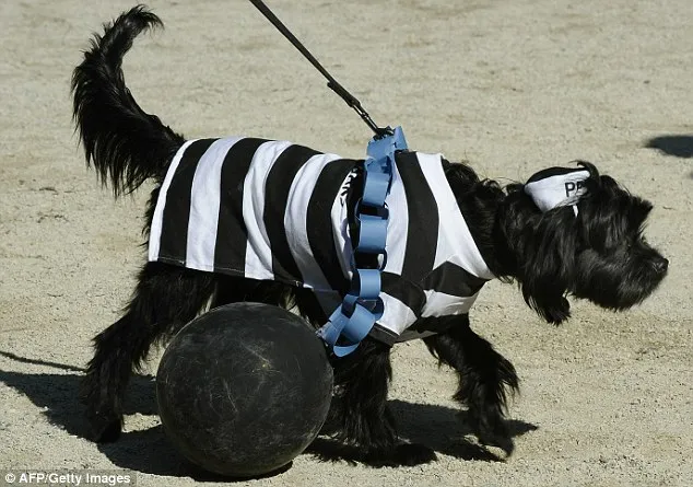 Canine Halloween szórakoztató!