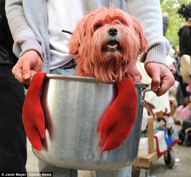 Canine Halloween este distractiv!