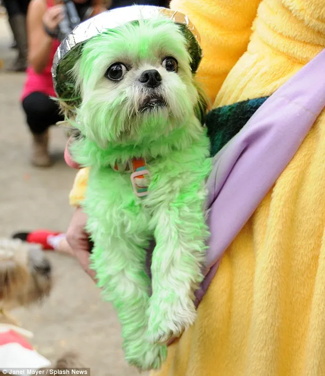 Canine Halloween szórakoztató!