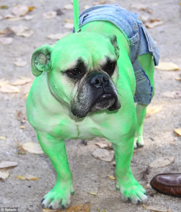 Canine Halloween szórakoztató!