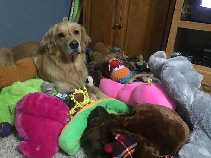 Куче, което спи с играчки
