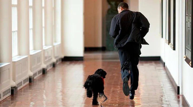 Câini prizedenta câine Barack Obama Balabak