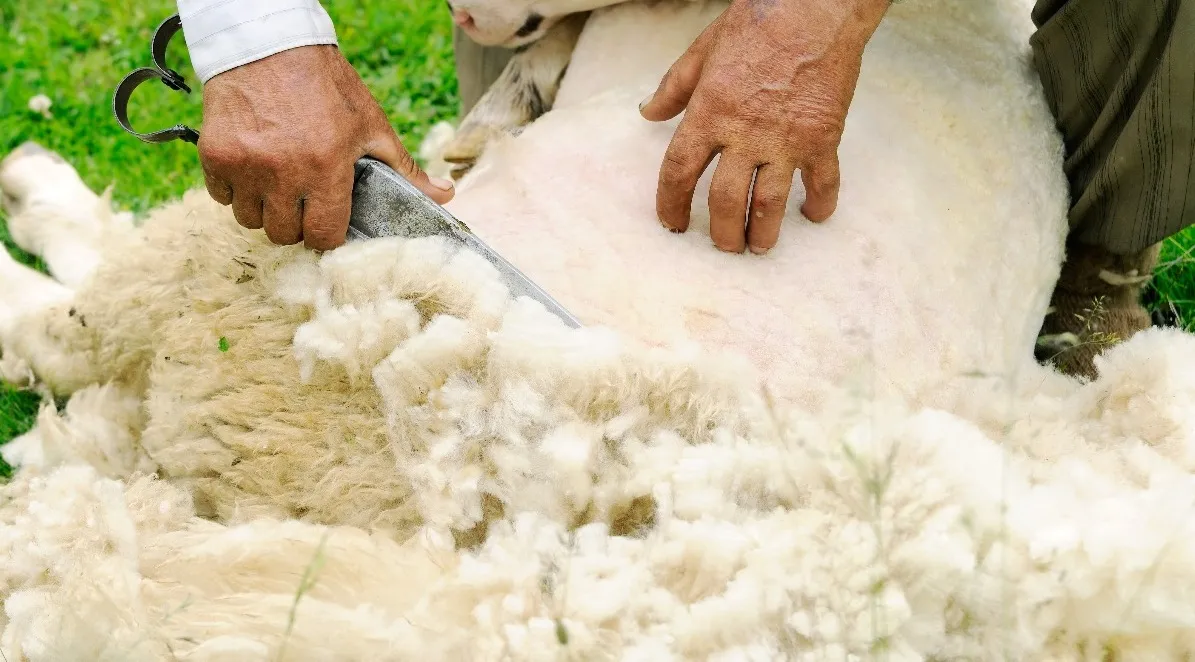 Szovjet Merino jellemzése és leírása juhfajtához fotókkal