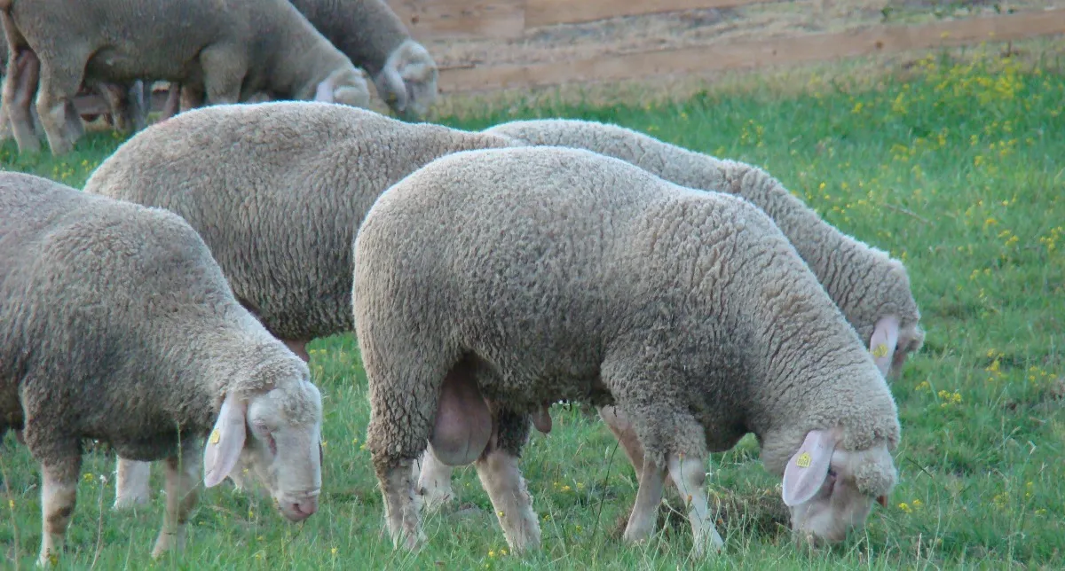 Caracterizarea sovietică Merino și descrierea rasei de ovine cu fotografii