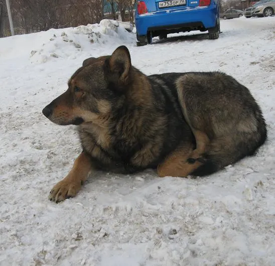 Modern Magyarország - vagy - ami a városlakók - vásárolt - kutyák