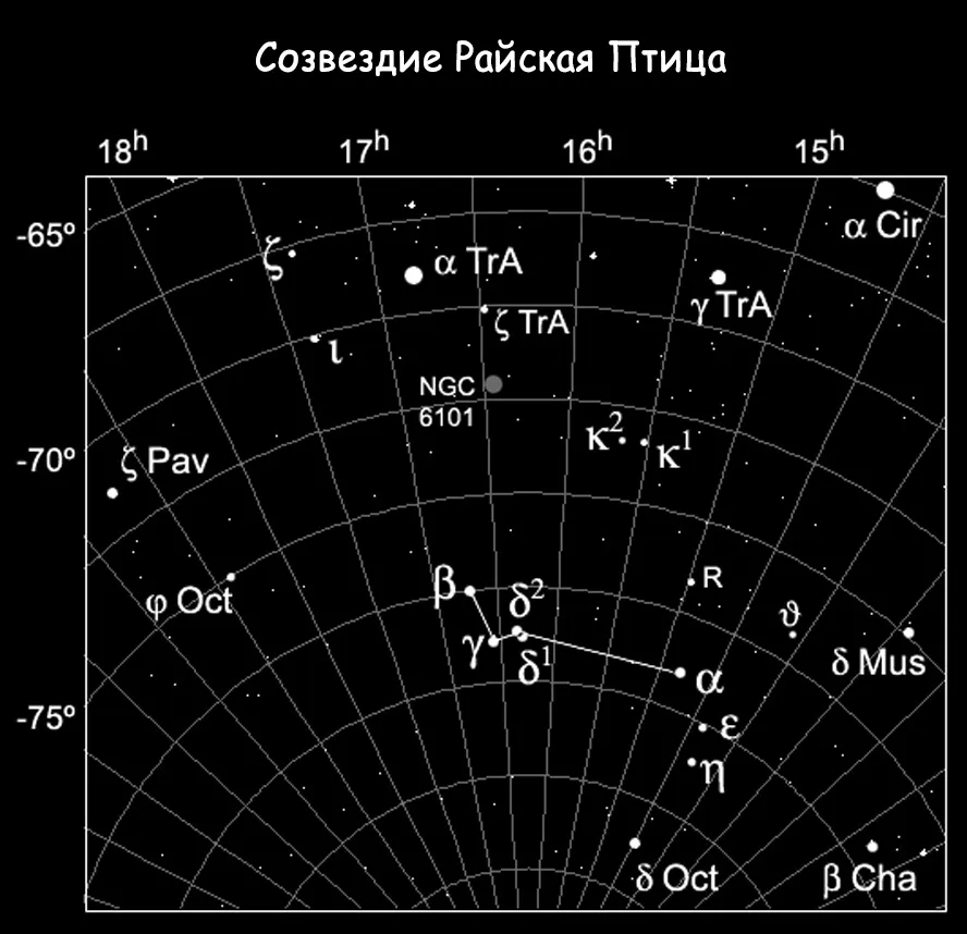 pasăre constelatie de paradis 1