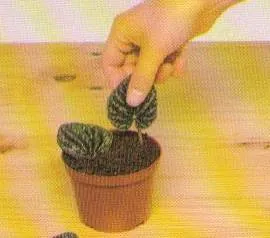 Metode de houseplants propagare, platforma de conținut