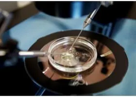 Cikkek a témában - az in vitro megtermékenyítés (IVF), az öko-blog
