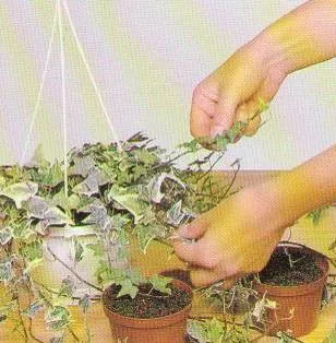 Módszerek terjedési szobanövények, tartalom platform