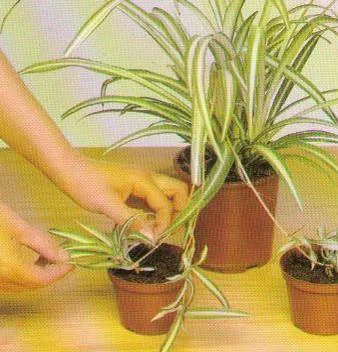 Методи за размножаване стайни растения, платформа съдържание