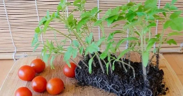 Termeni și reguli de plantare un răsad de tomate în sol deschis