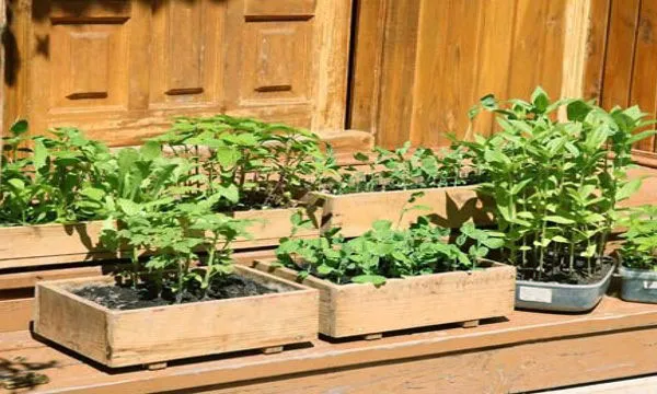 Termeni și reguli de plantare un răsad de tomate în sol deschis