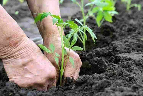Условия и правила за засаждане на доматени растения на открито място